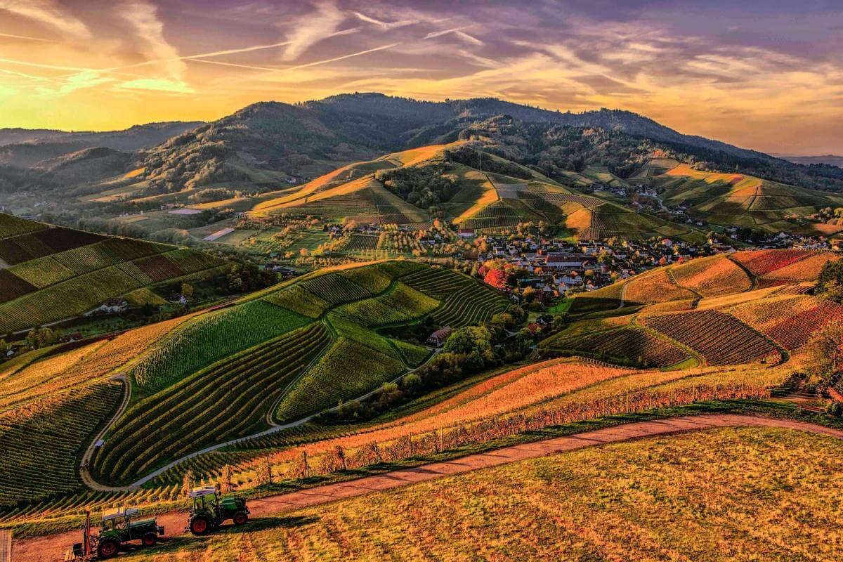 beautiful field at the sunset